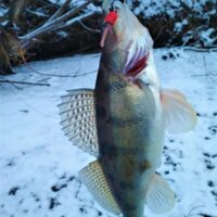 Mandula-zanderkiller-fishing-lure-jig-lure-buy-_57 (1)