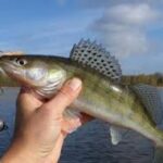 salau la mandula